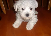 trixie, a female Miniature Schnauzer for sale in Rudd, IA – 2 of 4