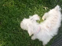 trixie (reduced), a female Miniature Schnauzer and Poodle - Toy  for sale in Rudd, IA – 2 of 7
