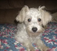 Belle  , a female Schnoodle for sale in Rudd, IA – 4 of 7