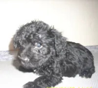 Rosco, a male Schnoodle for sale in Rudd, IA – 2 of 3