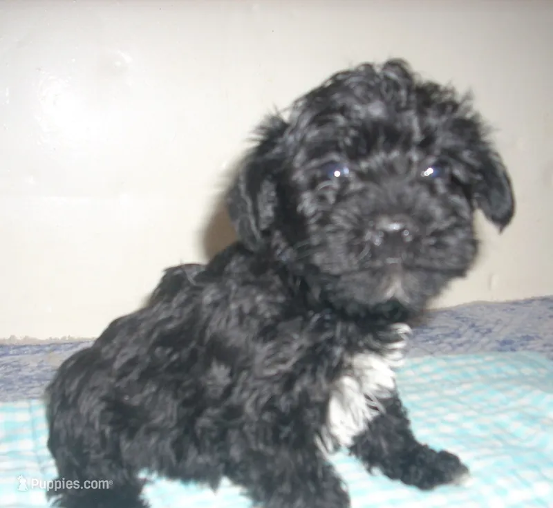 Boomer – Schnoodle puppy for sale in Rudd, IA