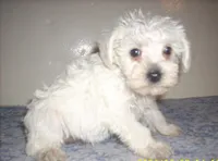 Belle, a female Schnoodle for sale in Rudd, IA – 2 of 3