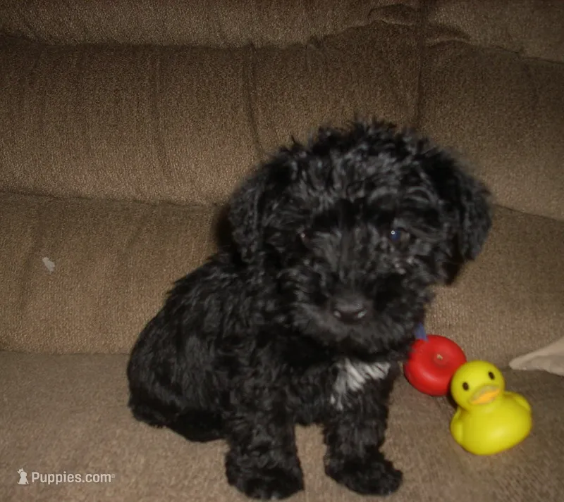 Rosco – Schnoodle puppy for sale in Rudd, IA