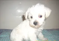 trixie, a female Miniature Schnauzer for sale in Rudd, IA – 4 of 4