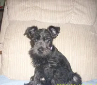 Ruby (New Photos), a female Miniature Schnauzer for sale in Rudd, IA – Photo 2 of 4