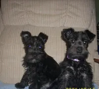 Ruby (New Photos), a female Miniature Schnauzer for sale in Rudd, IA – Photo 3 of 4