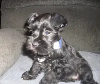 Ruby (New Photos), a female Miniature Schnauzer for sale in Rudd, IA – Photo 4 of 4