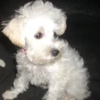 trixie, a female Miniature Schnauzer and Poodle - Toy  for sale in Rudd, IA – 2 of 5