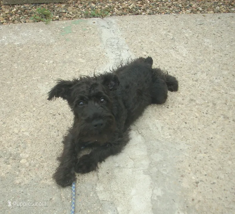 Mickey (Reduced) – Schnoodle puppy for sale in Rudd, IA