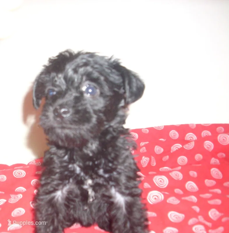 Lucy – Schnoodle puppy for sale in Rudd, IA