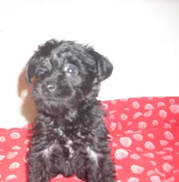 Lucy, a female Schnoodle for sale in Rudd, IA – 1 of 1