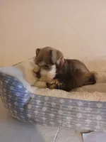 Rex, a male Miniature Schnauzer for sale in Rudd, IA – 3 of 3