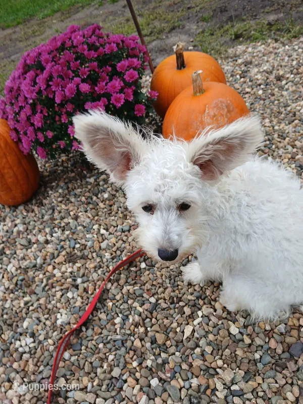 Belle   – Schnoodle puppy for sale in Rudd, IA
