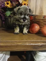 Archie, a male Miniature Schnauzer for sale in Rudd, IA – 3 of 4
