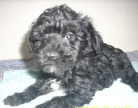 Boomer, a male Schnoodle for sale in Rudd, IA – 2 of 2