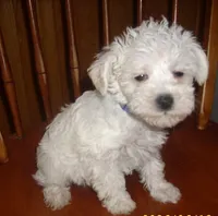 trixie, a female Miniature Schnauzer for sale in Rudd, IA – 3 of 4