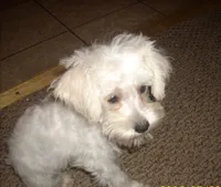 Belle, a female Miniature Schnauzer and Poodle - Toy  for sale in Rudd, IA – 2 of 5