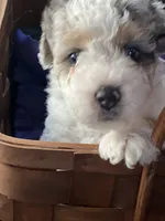 Albert, a male Miniature Aussiedoodle for sale in Palmer, TX – 2 of 5