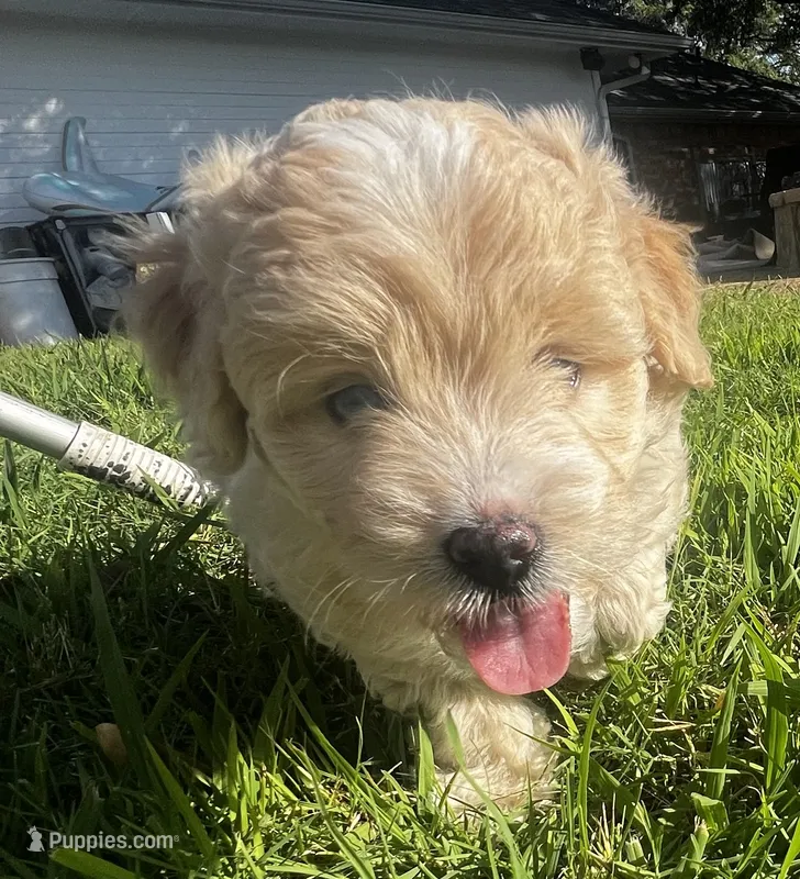 Blue – Miniature Aussiedoodle puppy for sale in Palmer, TX