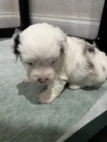 Ray Ray, a female Miniature Aussiedoodle for sale in Palmer, TX – 6 of 8