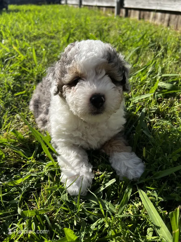 Albert – Miniature Aussiedoodle puppy for sale in Palmer, TX