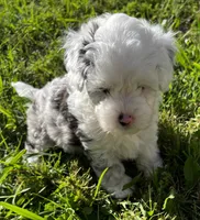 Ray Ray, a female Miniature Aussiedoodle for sale in Palmer, TX – 2 of 8