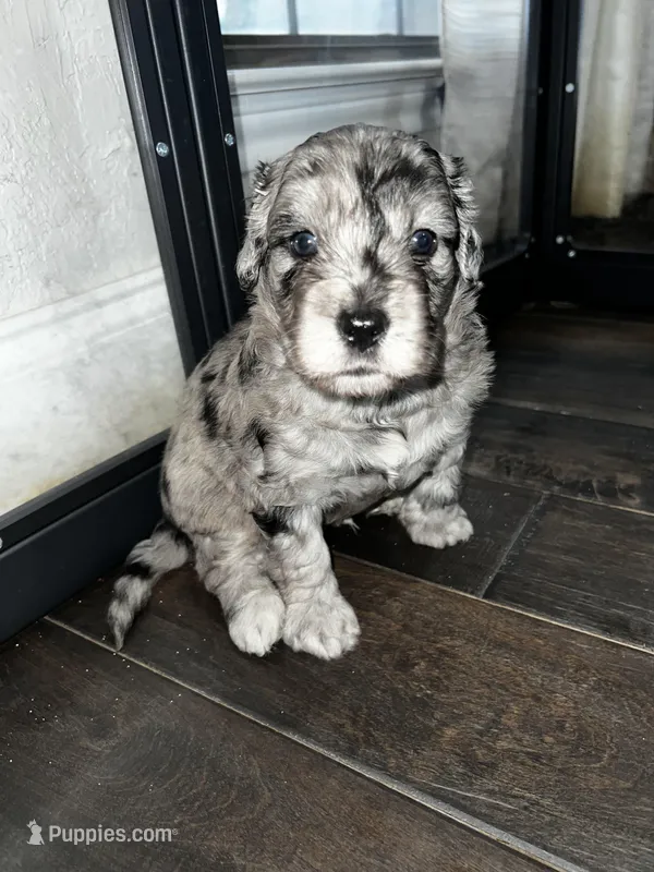 Big Boy – Miniature Aussiedoodle puppy for sale in Palmer, TX