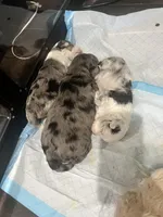 Big Boy, a male Miniature Aussiedoodle for sale in Palmer, TX – 4 of 6