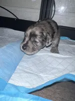 Big Boy, a male Miniature Aussiedoodle for sale in Palmer, TX – 3 of 6