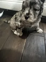 Big Boy, a male Miniature Aussiedoodle for sale in Palmer, TX – 2 of 6