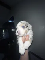 Albert, a male Miniature Aussiedoodle for sale in Palmer, TX – 7 of 10