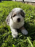 Albert, a male Miniature Aussiedoodle for sale in Palmer, TX – 3 of 10