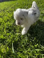 Ray Ray, a female Miniature Aussiedoodle for sale in Palmer, TX – 8 of 8
