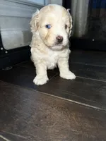 Blue, a male Miniature Aussiedoodle for sale in Palmer, TX – 1 of 7