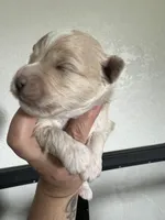 Blue, a male Miniature Aussiedoodle for sale in Palmer, TX – 4 of 7