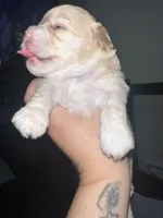 Blue, a male Miniature Aussiedoodle for sale in Palmer, TX – 2 of 7