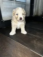 Blue, a male Miniature Aussiedoodle for sale in Palmer, TX – 7 of 7