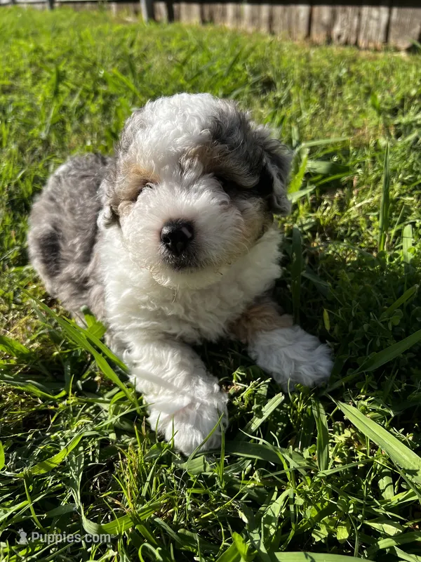 Albert – Miniature Aussiedoodle puppy for sale in Palmer, TX