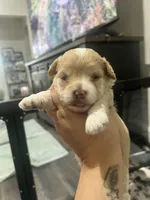Gabby, a female Miniature Aussiedoodle for sale in Palmer, TX – 8 of 8