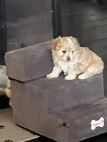 Gabby, a female Miniature Aussiedoodle for sale in Palmer, TX – 2 of 8