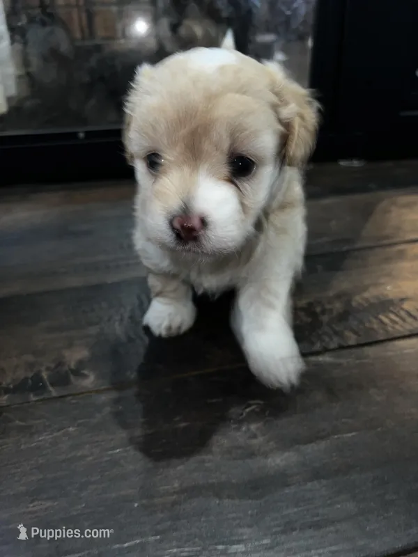 Gabby – Miniature Aussiedoodle puppy for sale in Palmer, TX