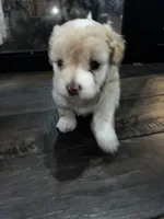 Gabby, a female Miniature Aussiedoodle for sale in Palmer, TX – 1 of 8