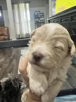 Gabby, a female Miniature Aussiedoodle for sale in Palmer, TX – 3 of 8