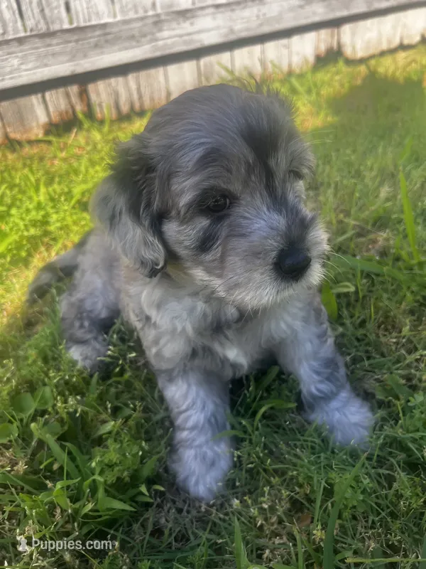 Big Boy – Miniature Aussiedoodle puppy for sale in Palmer, TX