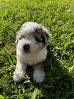 Albert, a male Miniature Aussiedoodle for sale in Palmer, TX – 3 of 5