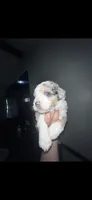 Albert, a male Miniature Aussiedoodle for sale in Palmer, TX – 5 of 5