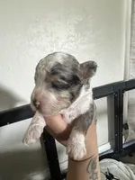 Albert, a male Miniature Aussiedoodle for sale in Palmer, TX – 8 of 10
