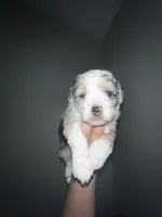 Albert, a male Miniature Aussiedoodle for sale in Palmer, TX – 9 of 10