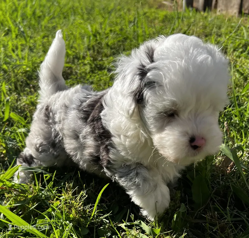 Ray Ray – Miniature Aussiedoodle puppy for sale in Palmer, TX