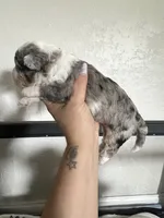 Albert, a male Miniature Aussiedoodle for sale in Palmer, TX – 10 of 10